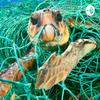 undefined COMO AFECTA EL PLÁSTICO A LOS ANIMALES EN EL OCÉANO