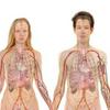 undefined Curiosidades del cuerpo humano