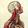 undefined Human Biology