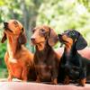 undefined Los perros salchichas