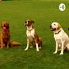 undefined ¿Hijos O mascotas?