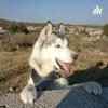 undefined Husky Aprende Conmigo