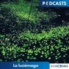 undefined La luciérnaga