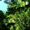 undefined La Naturaleza Como Sujeto de Derechos