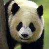 undefined LA VIDA DEL OSO PANDA