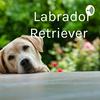 undefined Labrador Retriever