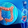 undefined Large intestine function