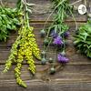 undefined PlantasMedicinales