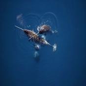 Podcast Audiobooks - Narval