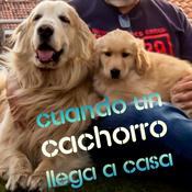 Podcast Bienvenido #cachorro mi primer #perro que debo hacer en #casa