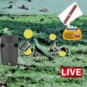 Podcast Caica Sonora - La Alternativa