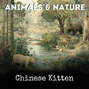 Podcast Chinese Kitten