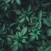 Podcast Como manejar la ansiedad y depresión