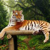 Podcast Cuentos de animales