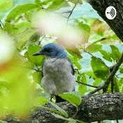 Podcast El Canto De Los Pájaros
