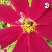 Podcast Hablemos De Abejas