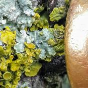 Podcast IDEAS !N THE BUILDING*