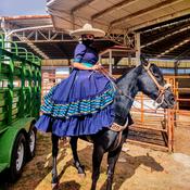 Podcast La vida de los caballos