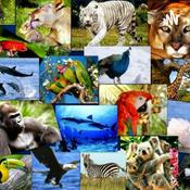Podcast LOS ANIMALES DEL MUNDO