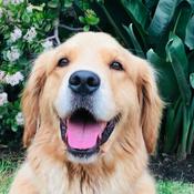 Podcast Perros