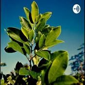 Podcast Podcast sobre cocaina