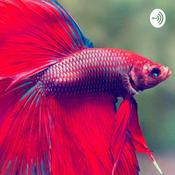 Podcast El Pez Betta