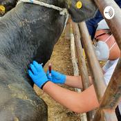 Podcast Reglas De Prácticas