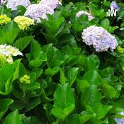 Podcast Renungan Hati