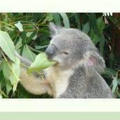 Podcast Save The Koala