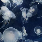 Podcast Mi mente, mi podcast