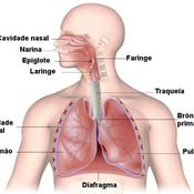 Podcast Sistema respiratório