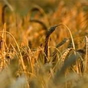 Podcast Spectrum Commodities Wheat & Cattle Markets Analysis