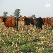 Podcast Sustinable Agriculture