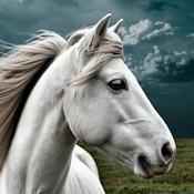 Podcast The Elaine Heney Horse & Pony Audiobook Podcast