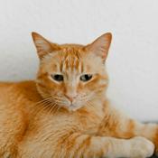 Podcast The Purrcast Chronicles Podcast
