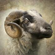 Podcast RAM