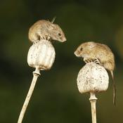 Podcast The Town Mouse And The Country Mouse