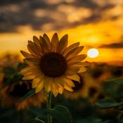 Podcast Would you quit social media ?