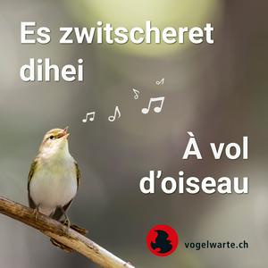 À vol d'oiseau