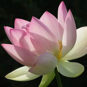CONCIENCIA Y MEDITACIÓN