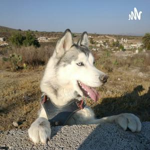 Husky Aprende Conmigo