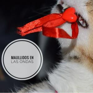 Maullidos en las Ondas