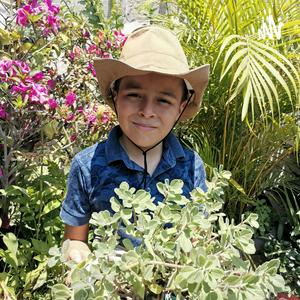 Plantas Prehistoricas