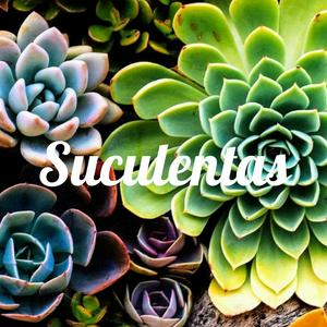 Suculentas