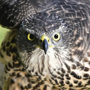 Vrije Vogels